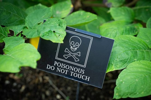 A sign featuring a skull indicates a poisonous plant, leaves of black belladonna (Atropa