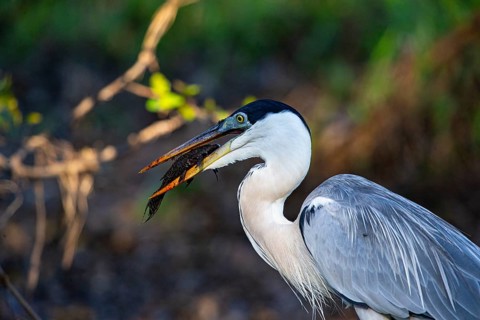 Cocoi Heron (Ardea cocoi) Pantanal Brazil