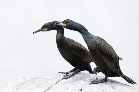 Cormorant (Gulosus aristotelis), breeding pair preening each other during courtship, Hornøya