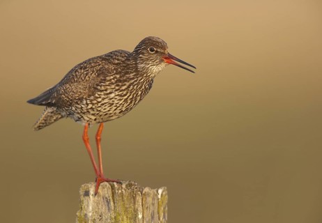 Common Redshank (Tringa totanus), Schleswig-Holstein, Germany