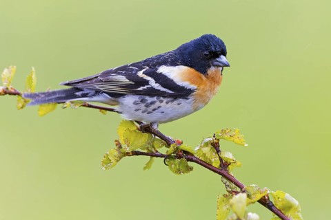 Mountain finch, Northern finch, finch family, (Fringilla montifringilla), animals, birds,