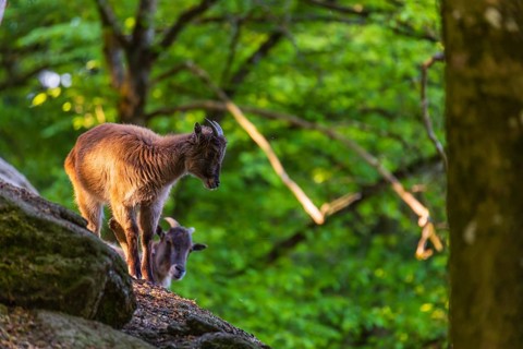 Two female Himalayan grays (Hemitragus jemlahicus) are standing on a rock in a green forest
