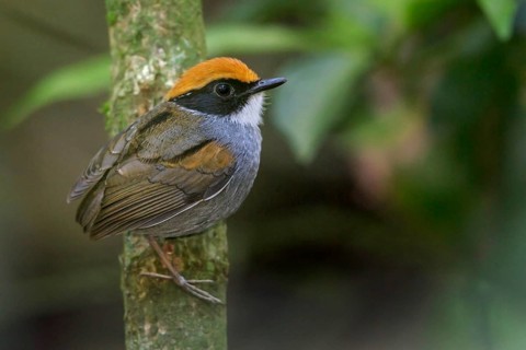 Black-cheeked Gnateater (Conopophaga melanops) perched on a branch in the Atlantic rainforest of