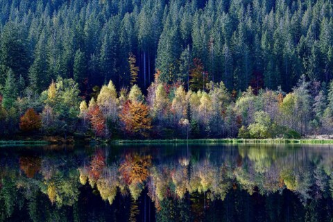 Trees reflected in the Sankenbachsee, Karsee, autumn, near Baiersbronn, Freudenstadt district,