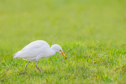 Kuhreiher, Bubulcus ibis Cattle Egret, Bubulcus ibis