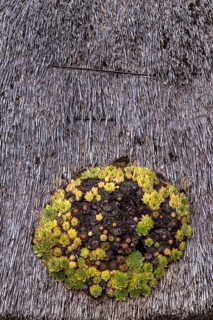 Houseleek (Sempervivum) on a thatched roof, Klein Zicker, Mönchgut, Island of Rügen,