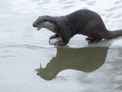 Otter (Lutra lutra) with prey fish at a partly frozen pond, snow, Germany
