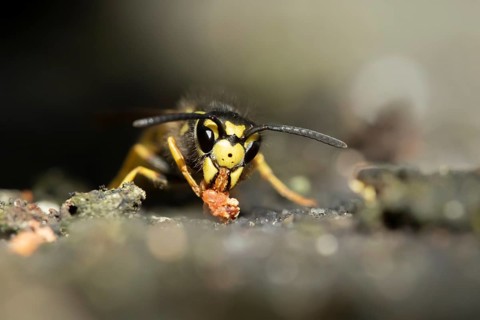 Common wasp (Vespula vulgaris) adult insect feeding on fallen fruit in a garden in summer, England,