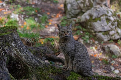 One European wildcat, Felis silvestris silvestris, sitting on the root of a cut tree