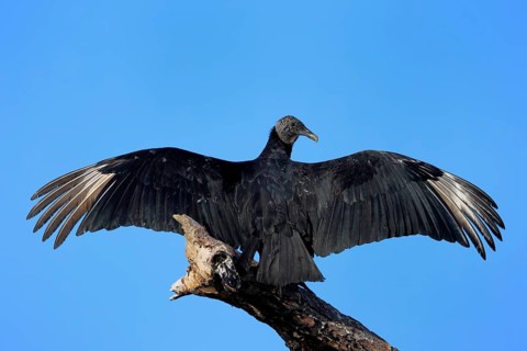 Raven Vulture (Coragyps atratus), adult, alert, on tree, perch, spreading wings, Merritt Island,