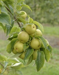 Pyrus pyrifolia 'An Ben Pear', Bundessortenamt Prüfstelle Wurzen, Wurzen, Saxony, Germany