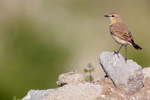 Isabelline Wheatear, (Oenanthe isabellina), biotope, habitat, foraging, animals, birds, songbird,