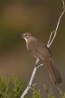 California Thrasher (Toxostoma redivivum), California, USA