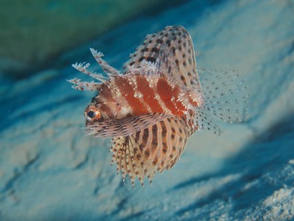 Red Sea Dwarf Lionfish (Dendrochirus hemprichi)