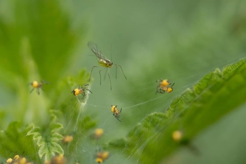 Winged aphid on a Nettle leaf with baby Garden spiders on a web in summer, England, United Kingdom