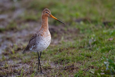 Black-tailed Godwit (Limosa limosa), Netherlands