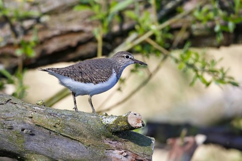 Common sandpiper (Actitis hypoleucos), animal on a branch in the biotope, Flusslandschaft Peenetal
