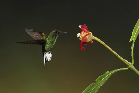 Coppery-headed Emerald (Elvira cupreiceps) male, flying while feeding at a flower, Bosque de Paz,