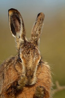 European brown hare (Lepus europaeus) adult animal portrait, Suffolk, England, United Kingdom