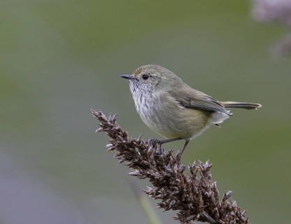 Brown Thornbill (Acanthiza pusilla), Victoria, Australia