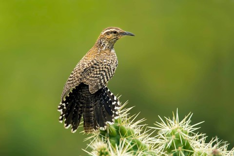 Cactus Wren Campylorhynchus brunneicapillus Tucson, Arizona, United States 8 June Adults