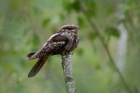 European Nightjar (Caprimulgus europaeus) perched on a branch, Brandenburg, Germany