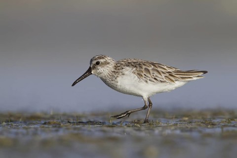 Broad-billed Sandpiper (Calidris falcinellus), Oman