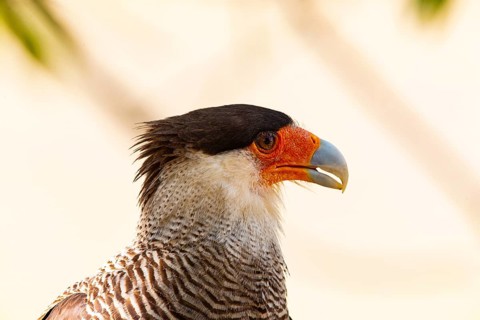 Crested caracara (Polyborus plancus) Pantanal Brazil