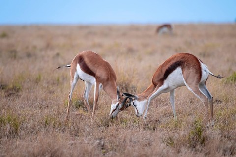 Springbok (Antidorcas marsupialis) fighting, Mountain Zebra National Park, South Africa