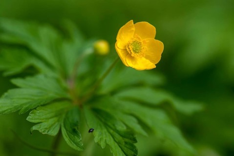 Anemone ranunculoides, yellow anemone, buttercup anemone, buttercup anemone, plants, plants, yellow