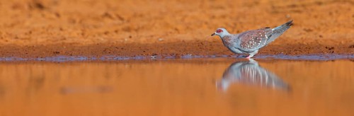 Africa, Gambia, speckled pigeon (Columba guinea), Pigeon roussard, Paloma de Guinea, Pigeon,