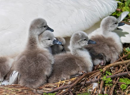 Mute Swan (Cygnus olor) with chicks in nest, Baden-Wuerttemberg, Germany