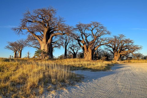 Baines Baobabs, baobab or baobab trees (Adansonia digitata), Kudiakam Pan, Nxai Pan National Park,