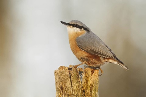 Eurasian Nuthatch (Sitta europaea), Rhineland-Palatinate, Germany