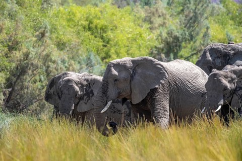 African elephant (Loxodonta africana), herd of desert elephants in the green Ugab river valley,