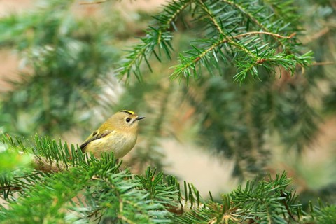 Goldcrest (Regulus regulus) perched on a branch, Aragon, Spain