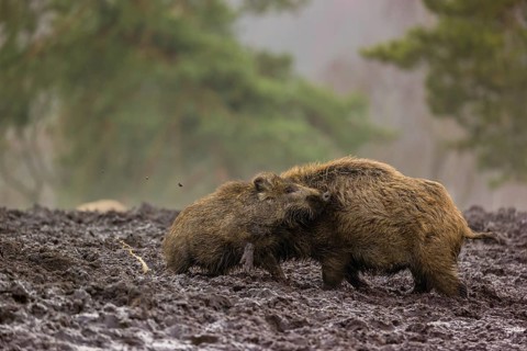 Two wild boars or wild pigs (Sus scrofa) fight in a clearing on a foggy day
