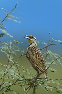Western Meadowlark (Sturnella neglecta), Arizona, USA