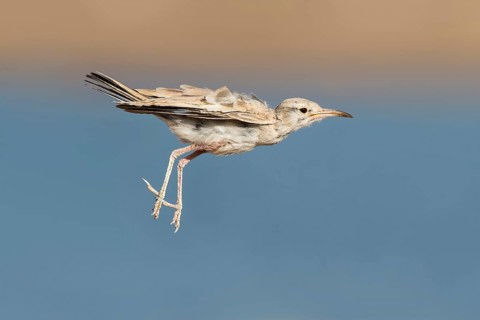 Greater Hoopoe-Lark (Alaemon alaudipes) juvenile flying, Eilat, Israel