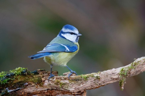 Eurasian Blue Tit (Cyanistes caeruleus) perched on a mossy branch, North Rhine-Westphalia, Germany