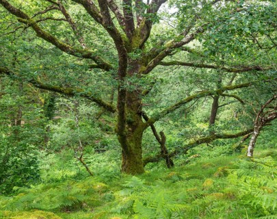 Temperate deciduous rainforest ecosystem, River Dart valley, Dartmoor national park, near Venford,