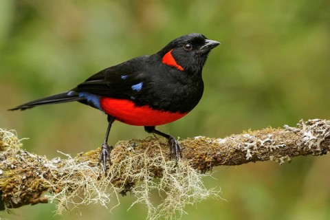 Scarlet-bellied Mountain-Tanager (Anisognathus igniventris) perched on a branch in the Andes