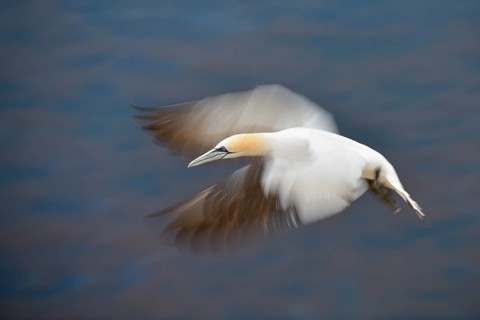 Northern Gannet (Morus bassanus) flying, Schleswig-Holstein, Germany