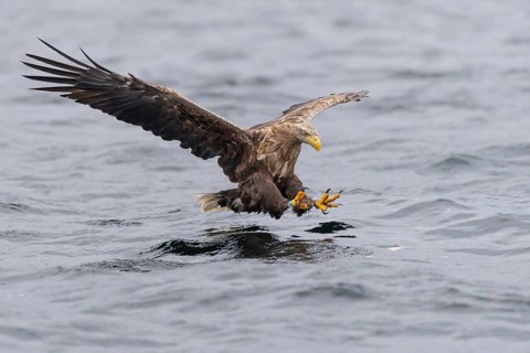 White-tailed Eagle (Haliaeetus albicilla) hunting, Norway
