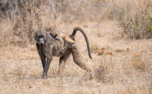 Chacma baboons (Papio ursinus), young sitting on the mother's back, foraging in dry grass, Kruger