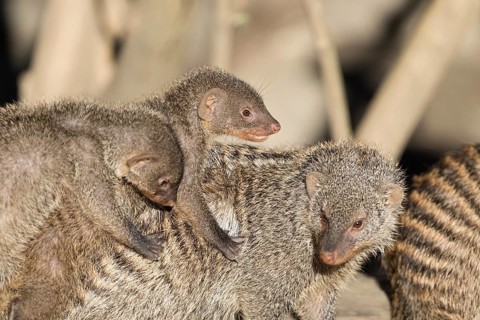 Two young zebra mongooses (Mungos mungo) ride on an adult animal in the soft morning light. East,
