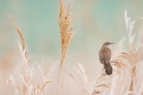 Savis Warbler - Rohrschwirl - Locustella luscinoides, Romania