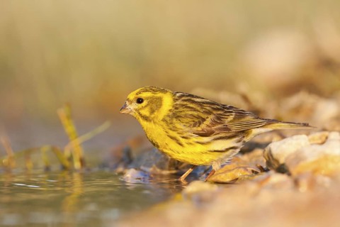 European Serin (Serinus serinus), Croatia