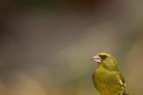 European greenfinch (Chloris chloris) adult male garden bird head portrait, England, United Kingdom