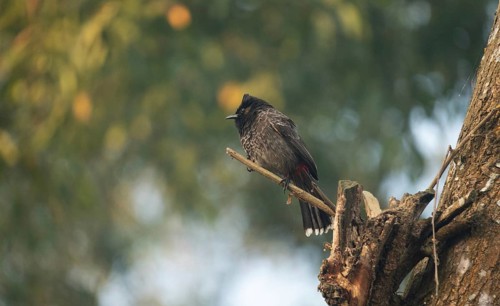 A Red-vented Bulbul (Pycnonotus cafer), Sreepeur, Gazipur